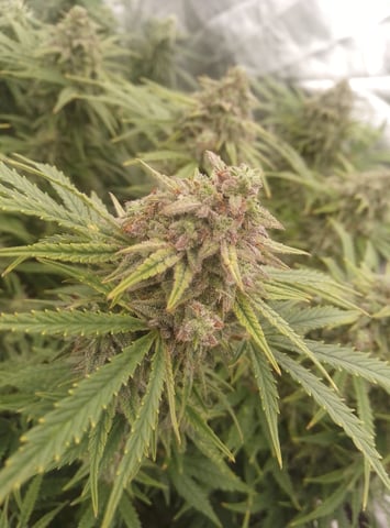 New run using General Hydroponics  — flower, day 28