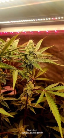 Prepare the clones! — flower, day 55