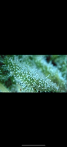 My Devine Conscious  — flower, day 160