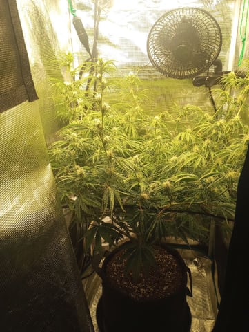 White Widow XXL Auto — flower, day 60