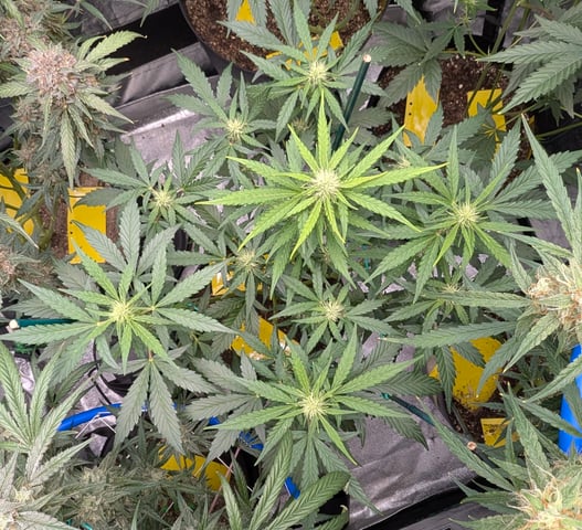 Mixed Grow — flower, day 81