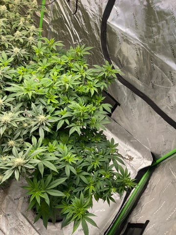 Starting Flower mom Clones  — flower, day 1