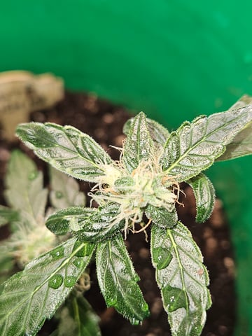 1st plant. Strain: Green Gelato AutoFlower — flower, day 74