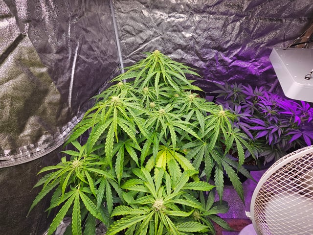 Cheshablue  — flower, day 20