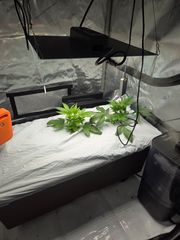 White rhino — vegetative, day 16