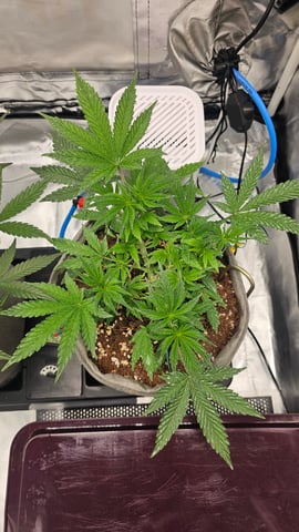 Jelousy Fast(Photo) & Ultra Voilet (Auto) — vegetative, day 2