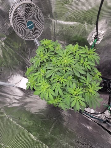 Super Skunk Auto  — flower, day 5