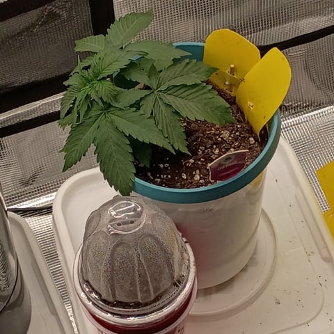 TentPlantLightFan — vegetative, day 25