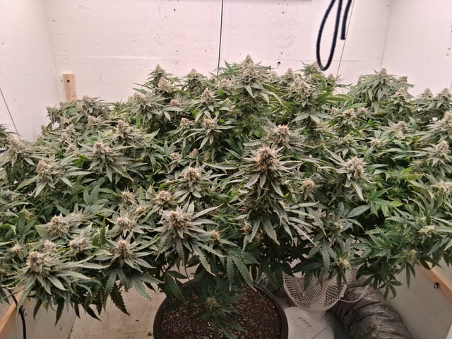 Blueberry Muffin  — flower, day 5