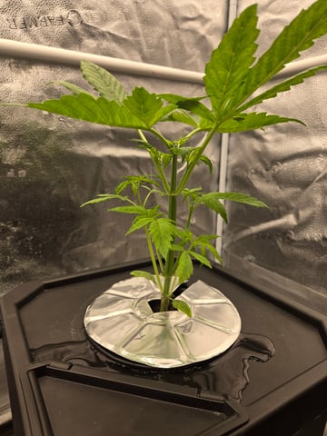 Spider-Farmer Hydro — vegetative, day 25