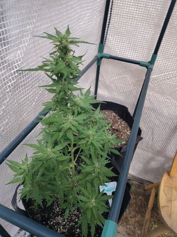 greenhouse grow  — flower, day 3
