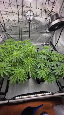 ethos genetics  — flower, day 67