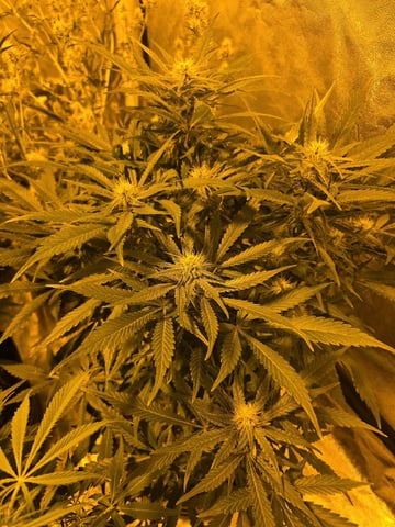 Autos AGAIN — flower, day 59