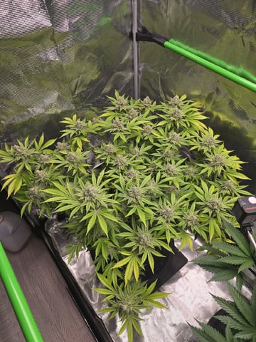 Dirty Bird - Thousand Island Fem & Platinum Kush Breath Remix x Grape Cakehead Fem Photo  — flower, day 110