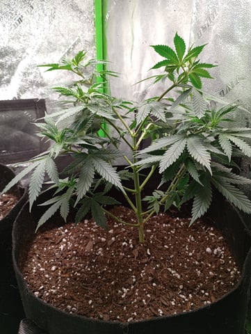 All Aboard!!! — vegetative, day 49