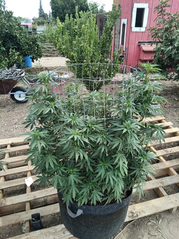 first 4 — flower, day 33