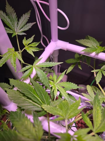 1st Grow — flower, day 37