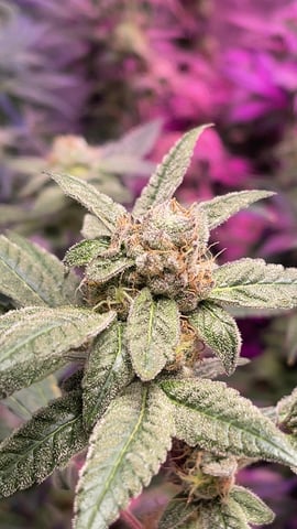 1st Ever Grow (Fat Bastard)(RDWC)  — flower, day 160