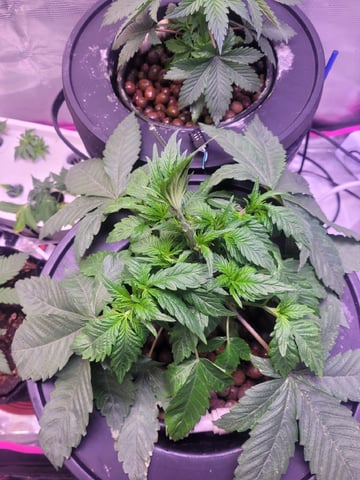 Clones And Hermie Seeds