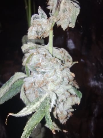 Photo Time📸🕞 — harvest, day 121
