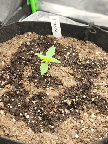 Winter Garden — seedling_rooting, day 3
