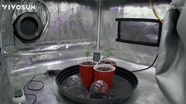 2nd go  — vegetative, day 14