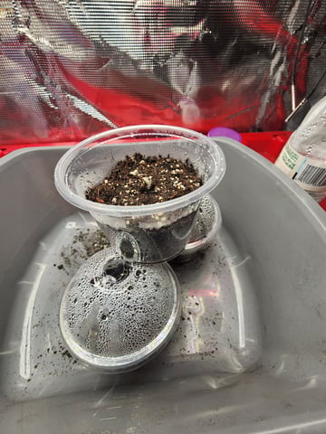 HE1E we GROW  — germination, day 25