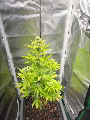 test 1 vanilla gelato — flower, day 42