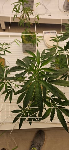 alt — vegetative, day 2