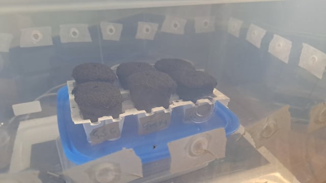 No3 — germination, day 2