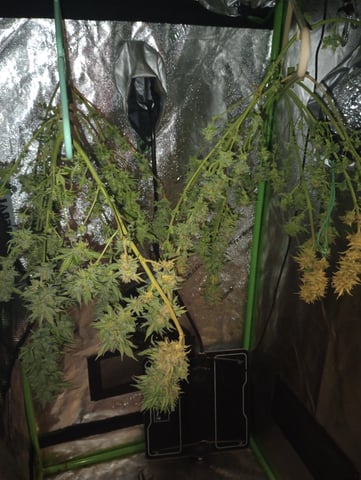 All Aboard!!! — harvest, day 133