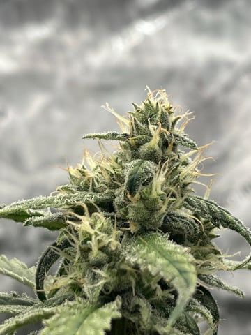 Lavender and Anesthesia Auto — flower, day 97