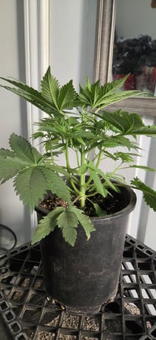 First GROE — none, day 4