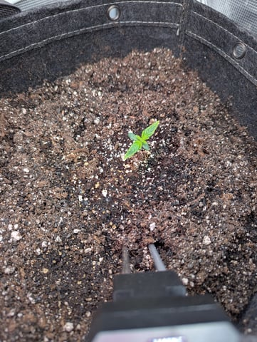 Control Plant — vegetative, day 40