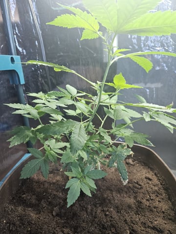 Blue Jamacian (Jess) — vegetative, day 148