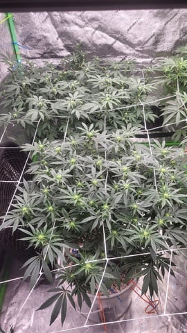 1st grow indoors(cardboard box to 2x2x4 to 5x5x6) — flower, day 98