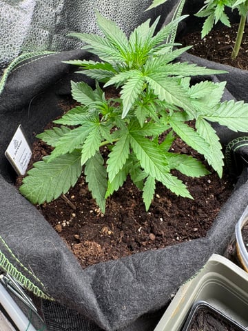 Pineapple Express F1 — vegetative, day 17