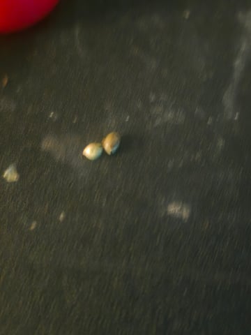 3rd Auto Grow — germination, day 19