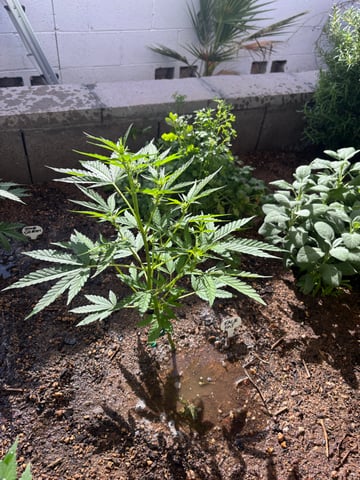 3 seeds  — vegetative, day 50