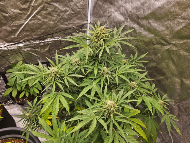 bubblegum  — flower, day 23