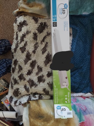 Reboot trial — germination, day 3