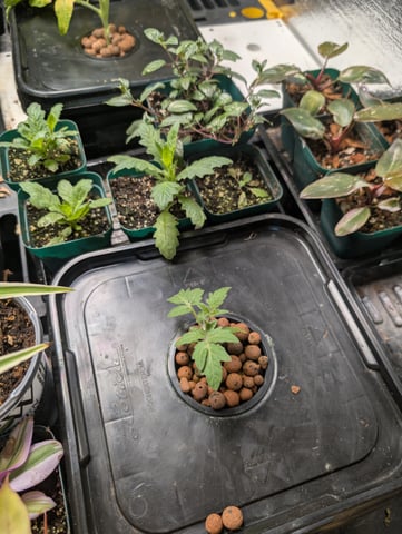 See what grows — vegetative, day 221