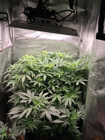 My Girls — flower, day 26