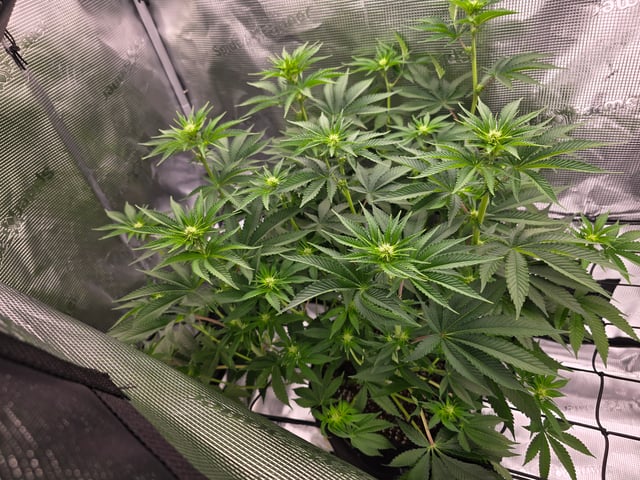 Northern lights #10 (Alaska) — flower, day 50