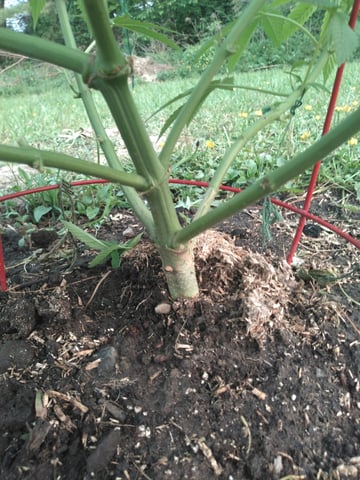 Motorbreath 15 — vegetative, day 22