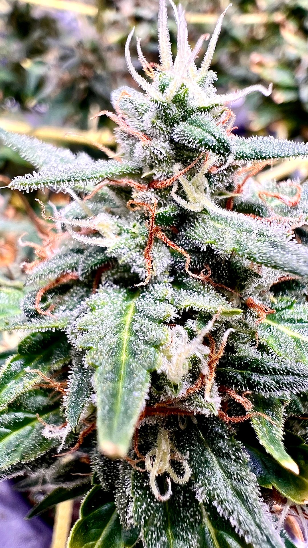 iceweed710