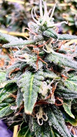 iceweed710