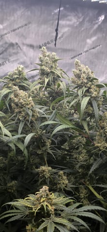 strawberry guava bx — flower, day 27