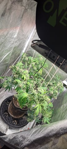 Grow 2