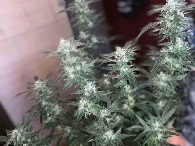 Ak-47 (Fast Verison) and pine Auto  — flower, day 82